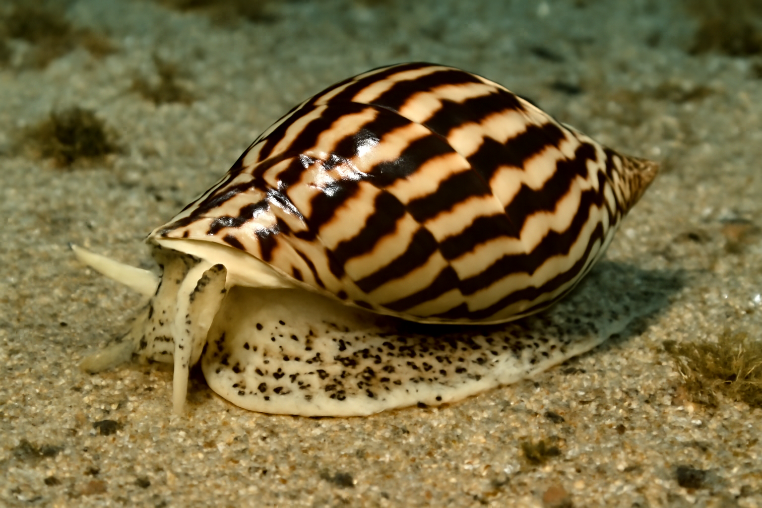 Zebra Volute