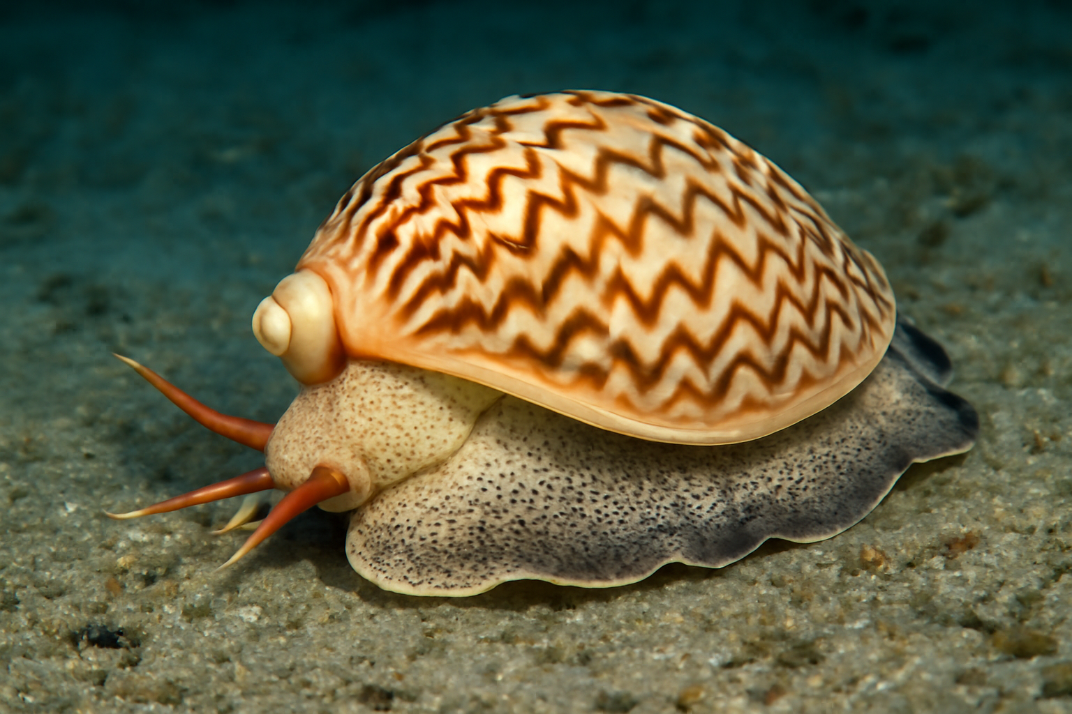 Magnificent Volute