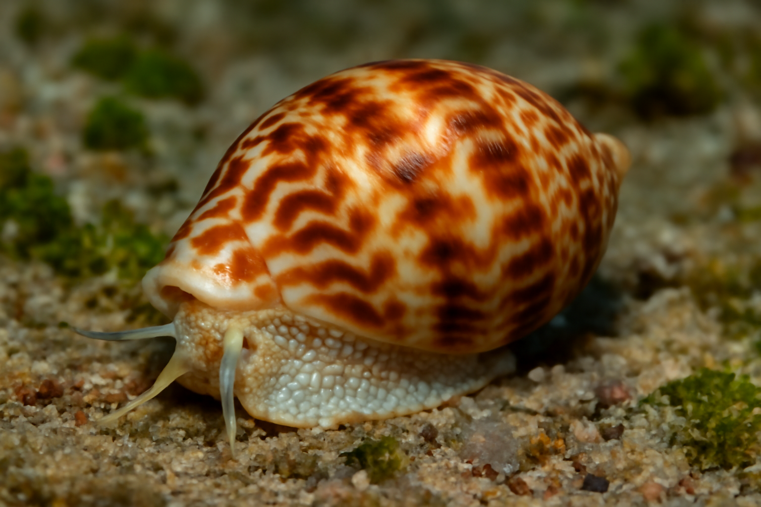 Smith's Chorus Shell