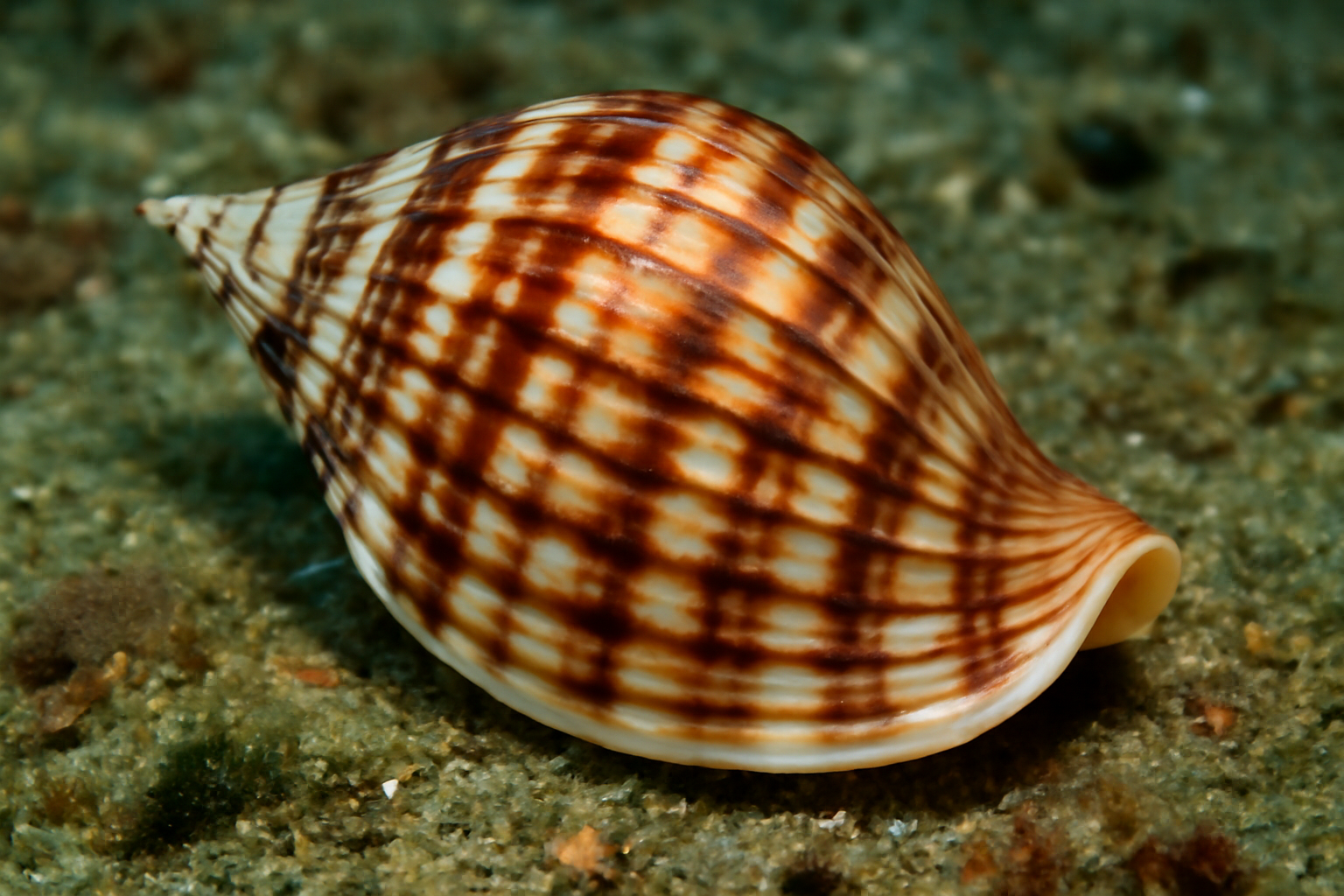 Lyria boholensis