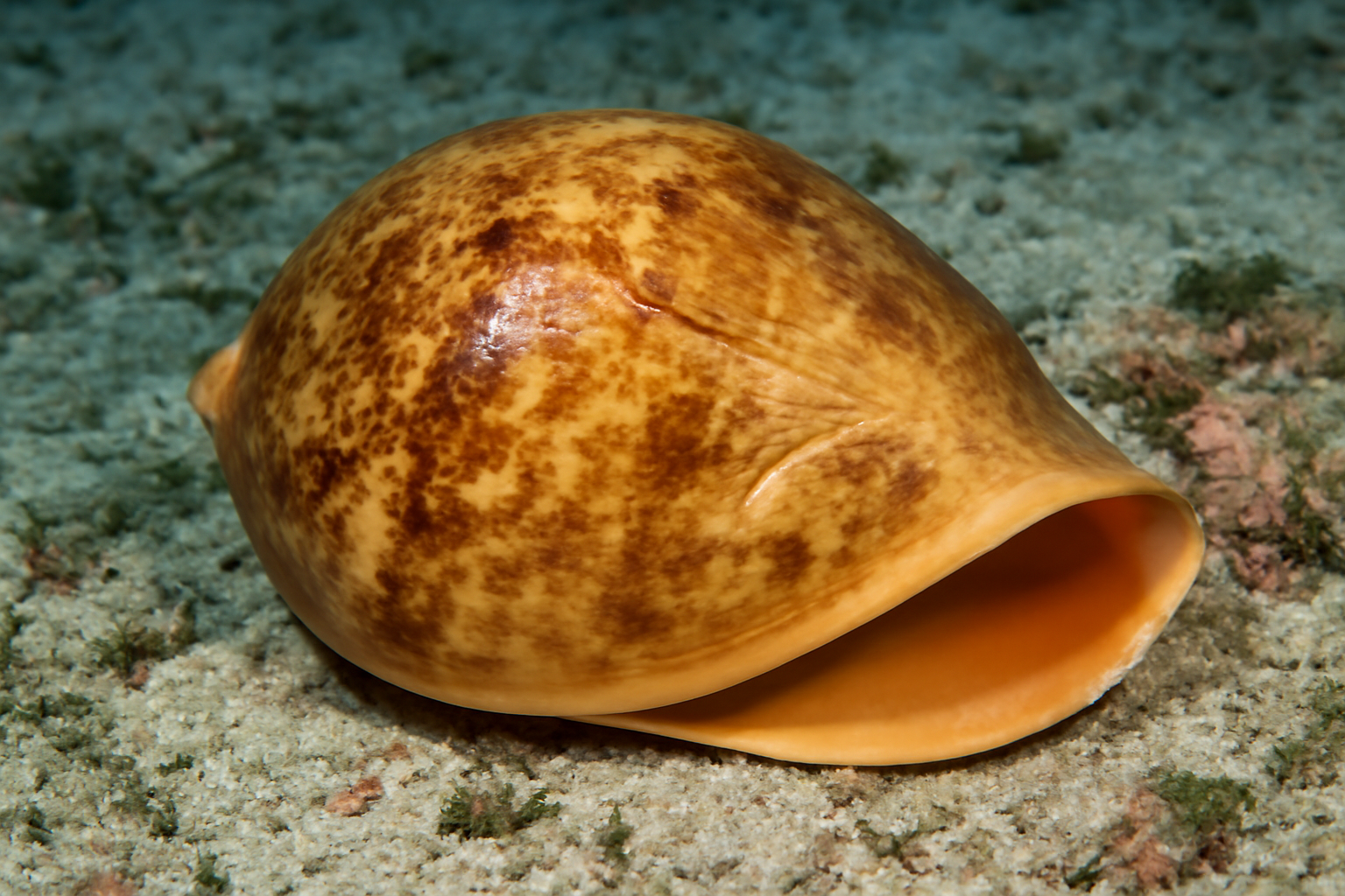 Indo-Pacific Bailer Shell