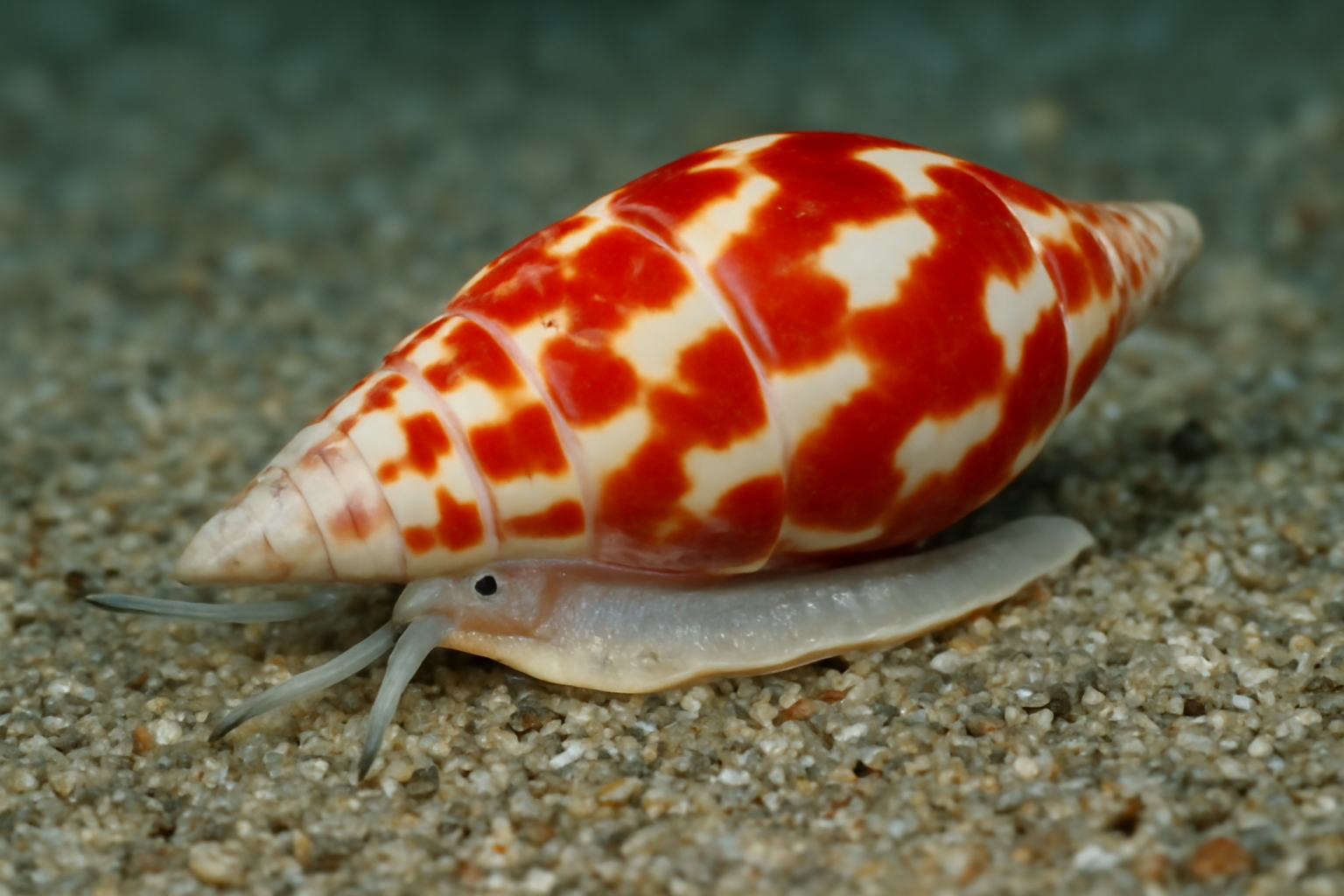 Mitra Mitra