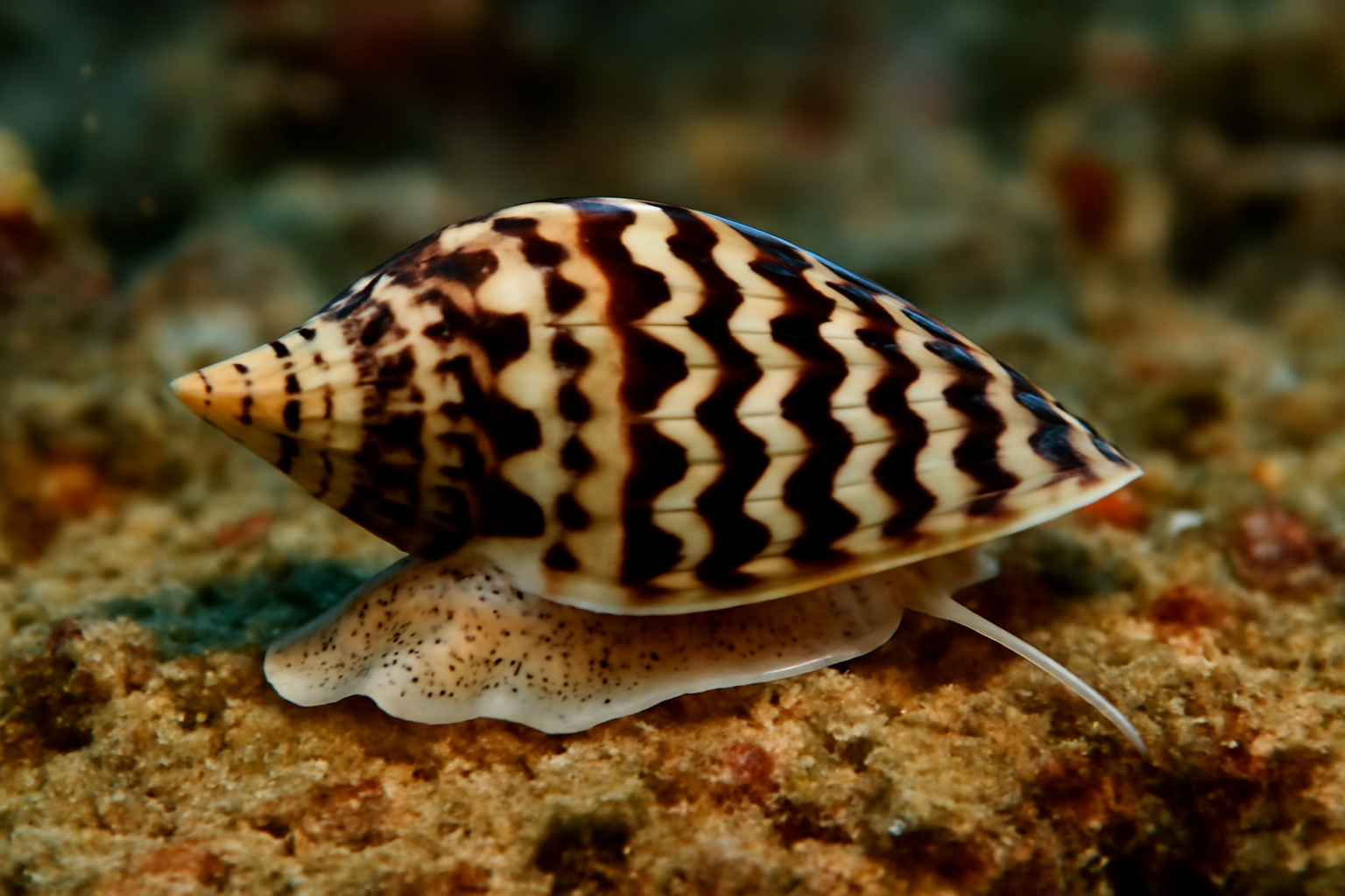Zebra Mitre