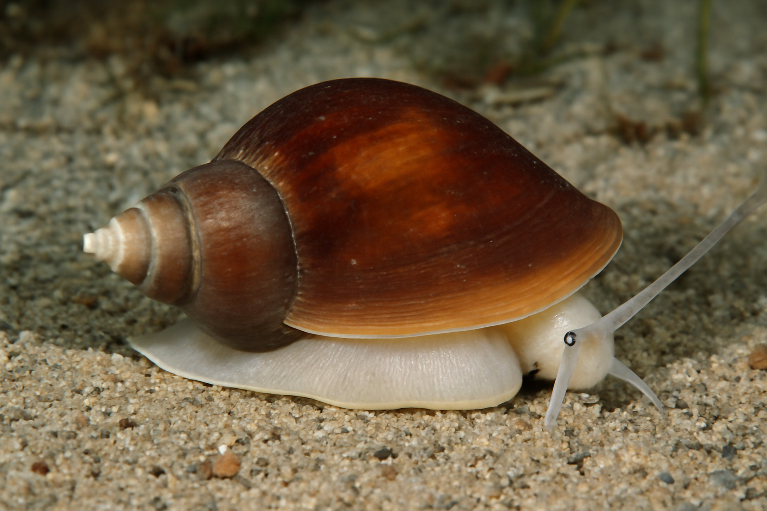 Nannamoria's Sea Snail