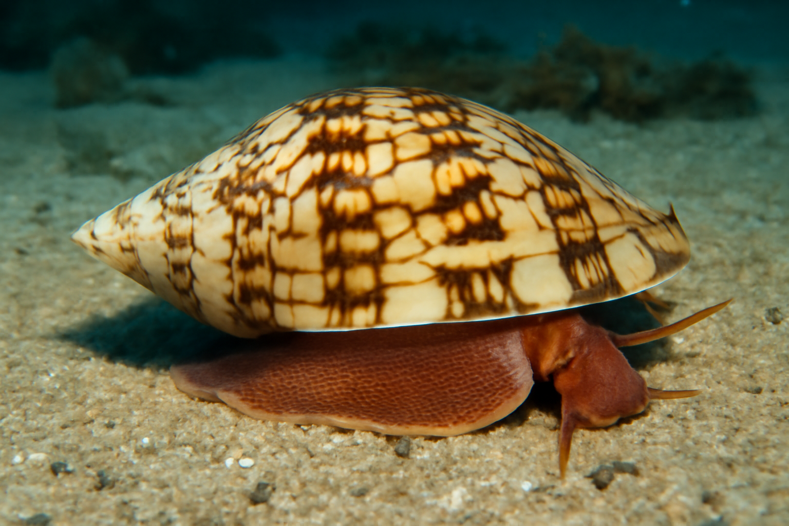Australian volute