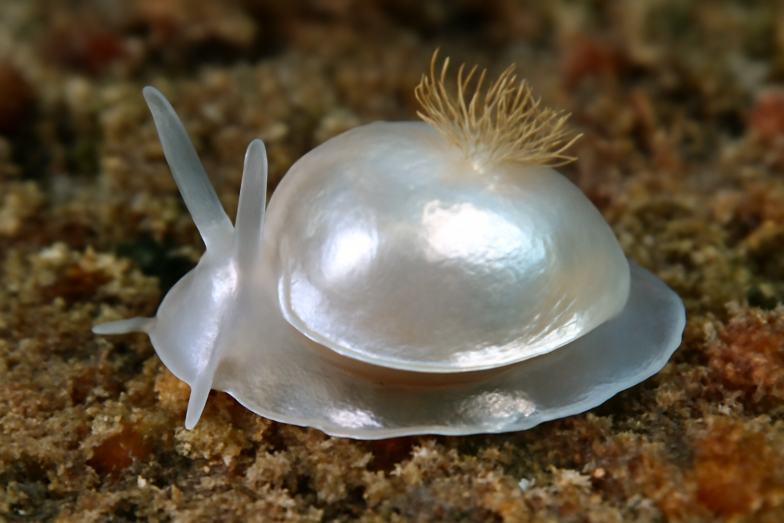 Pearly Sea Slug