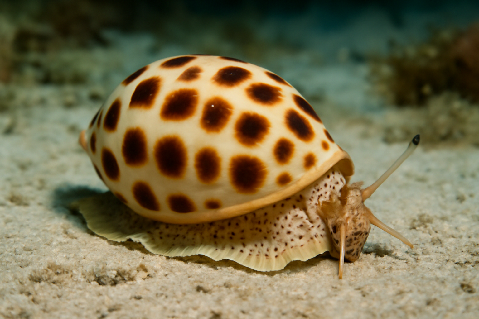 Junonia