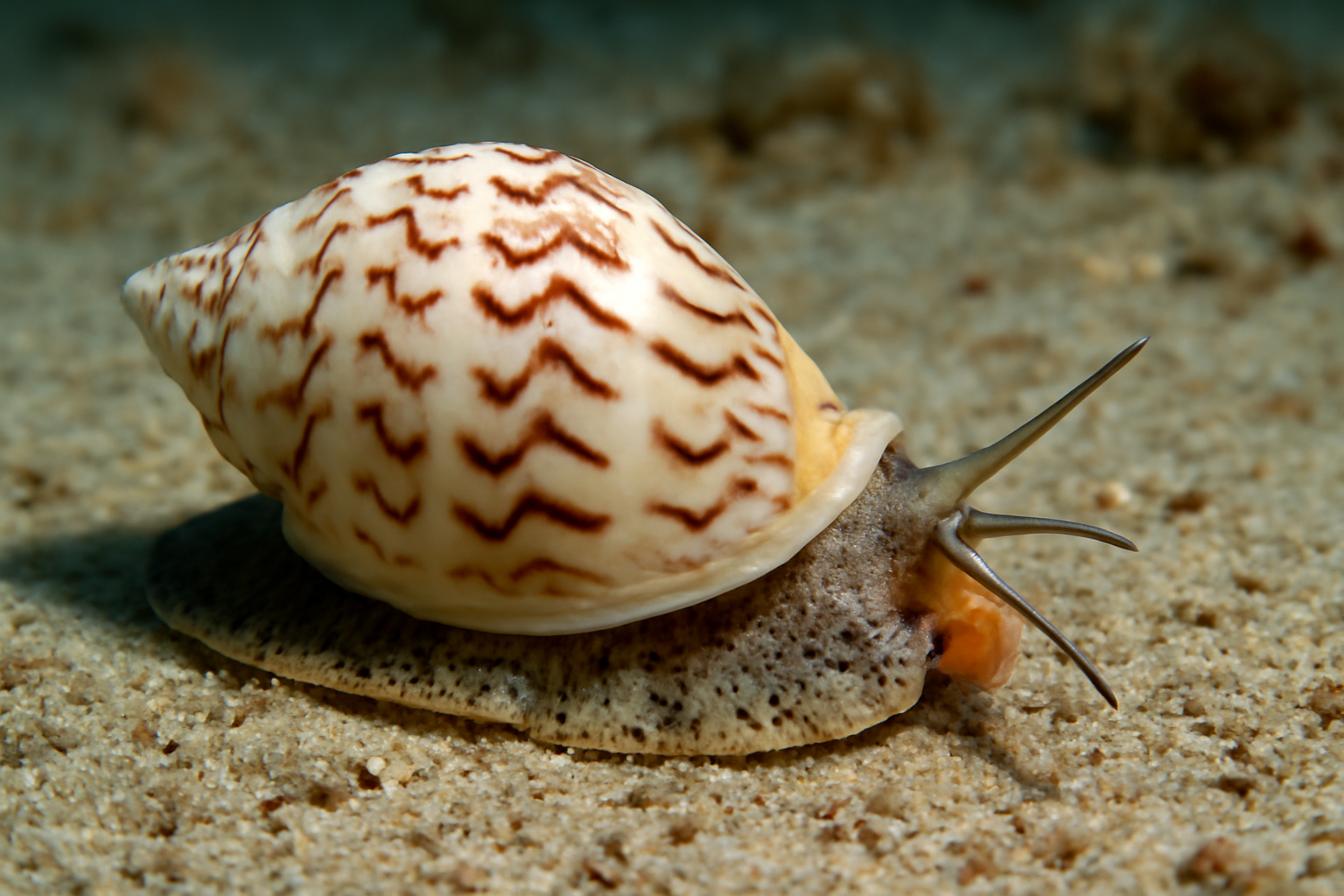 Atlantic Volute