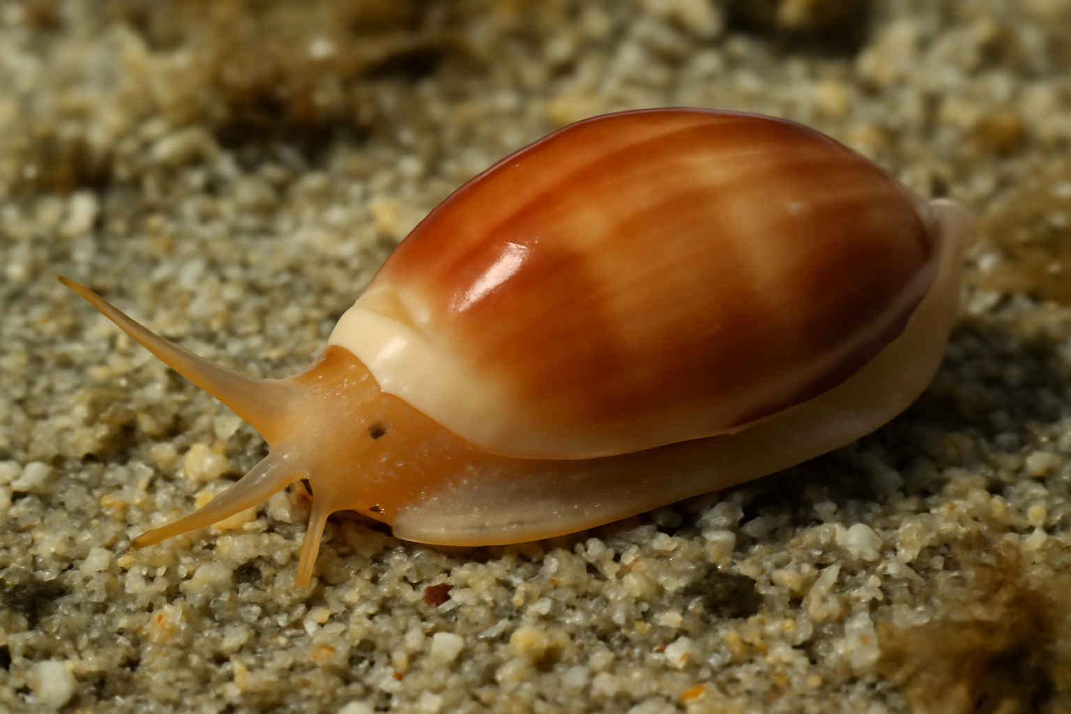 Pacific Marginella