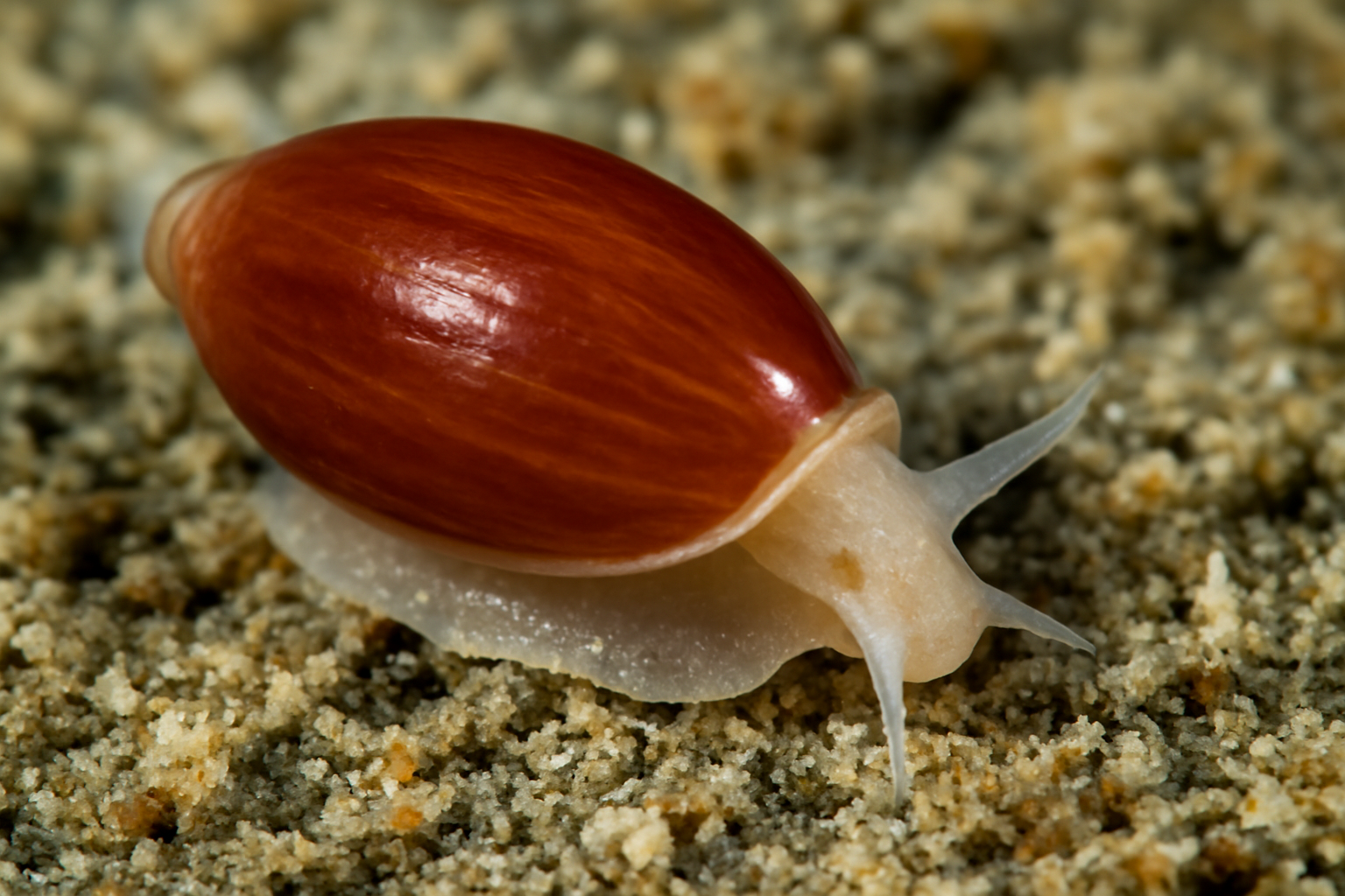 Common Volvarina