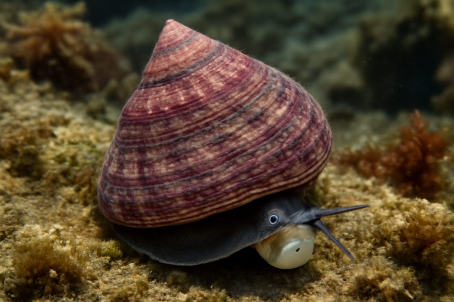 Southern top shell