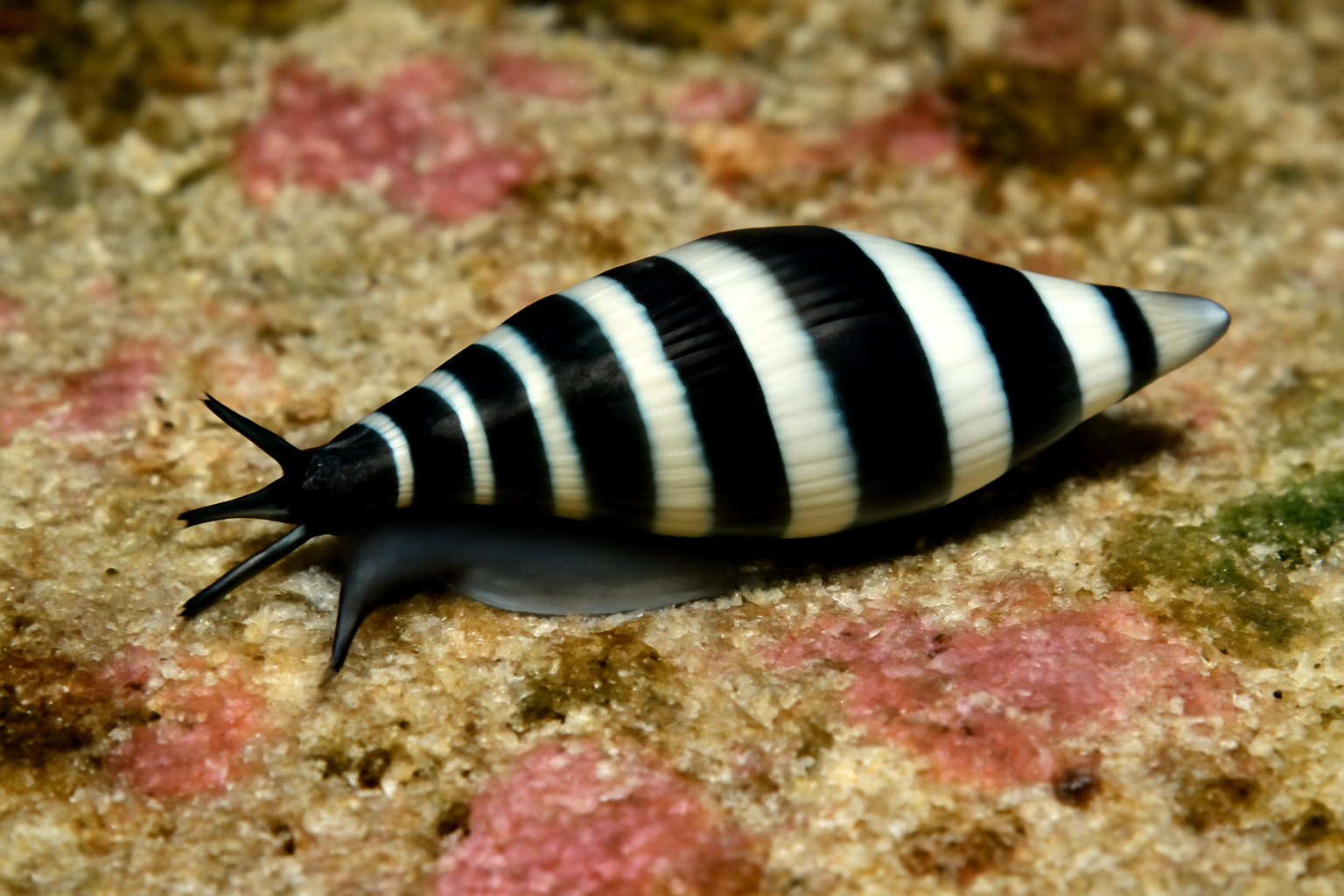 Black-and-white Cryptospira