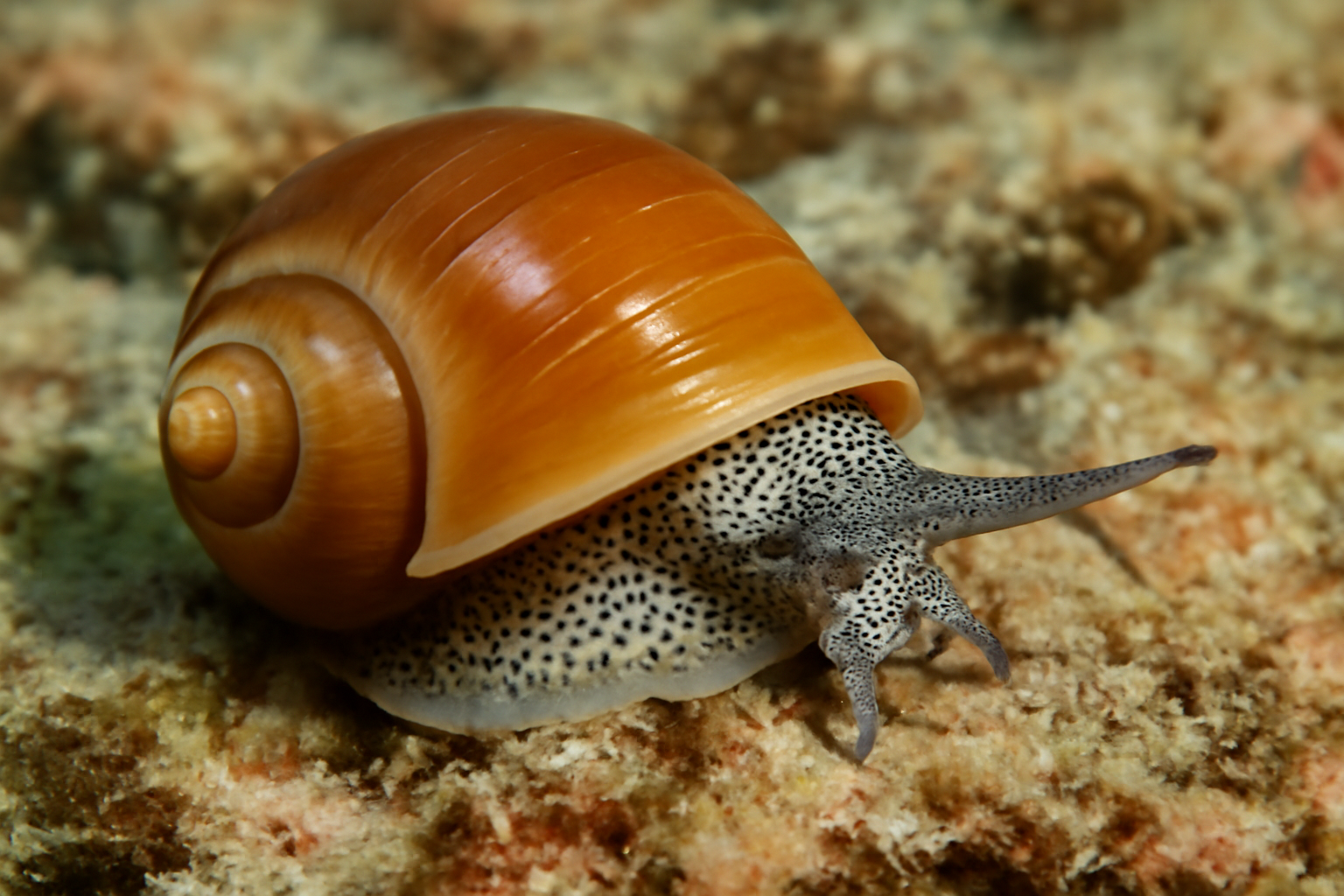Elegant Cryptospira