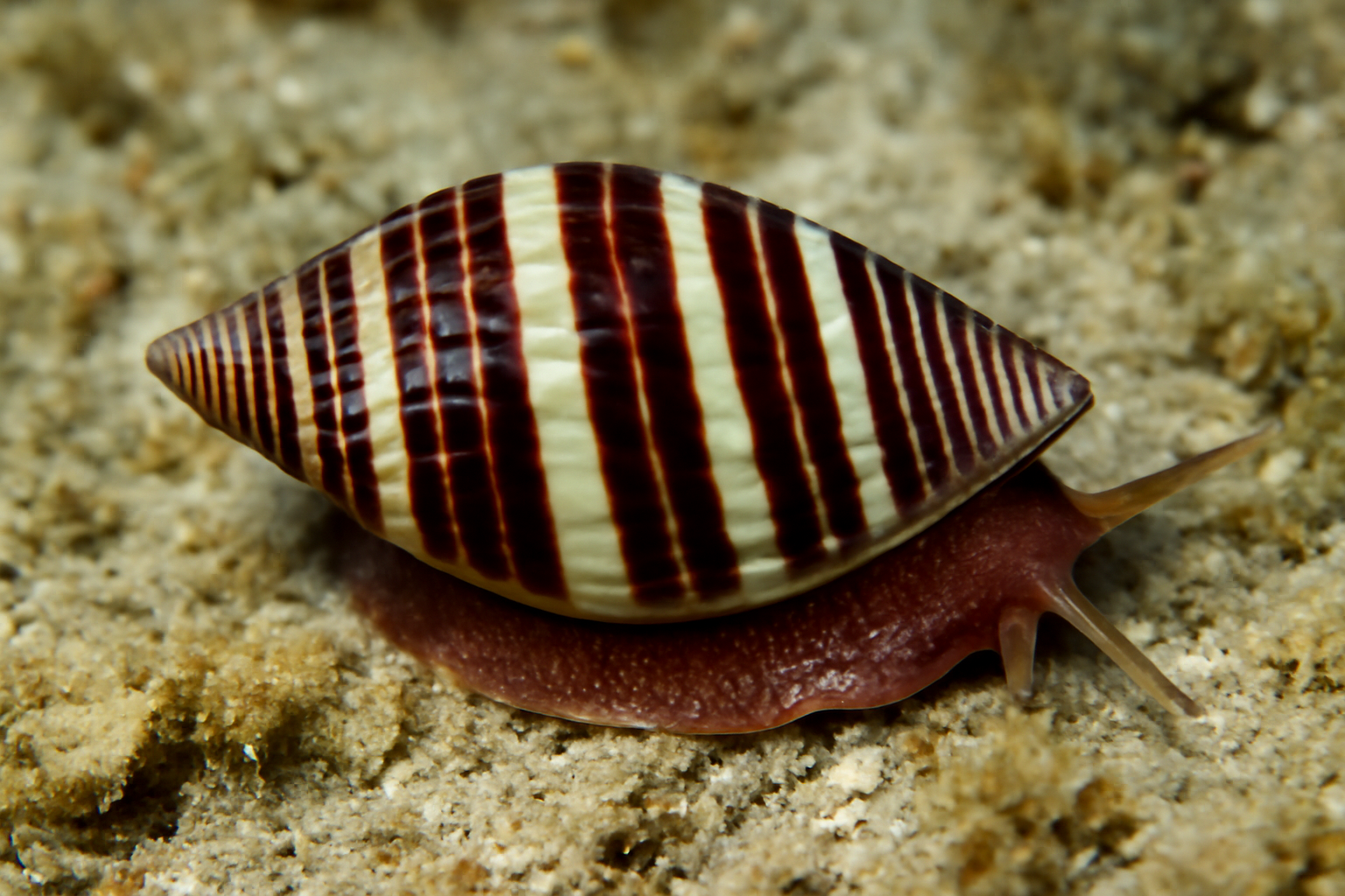 Striped Cryptospira