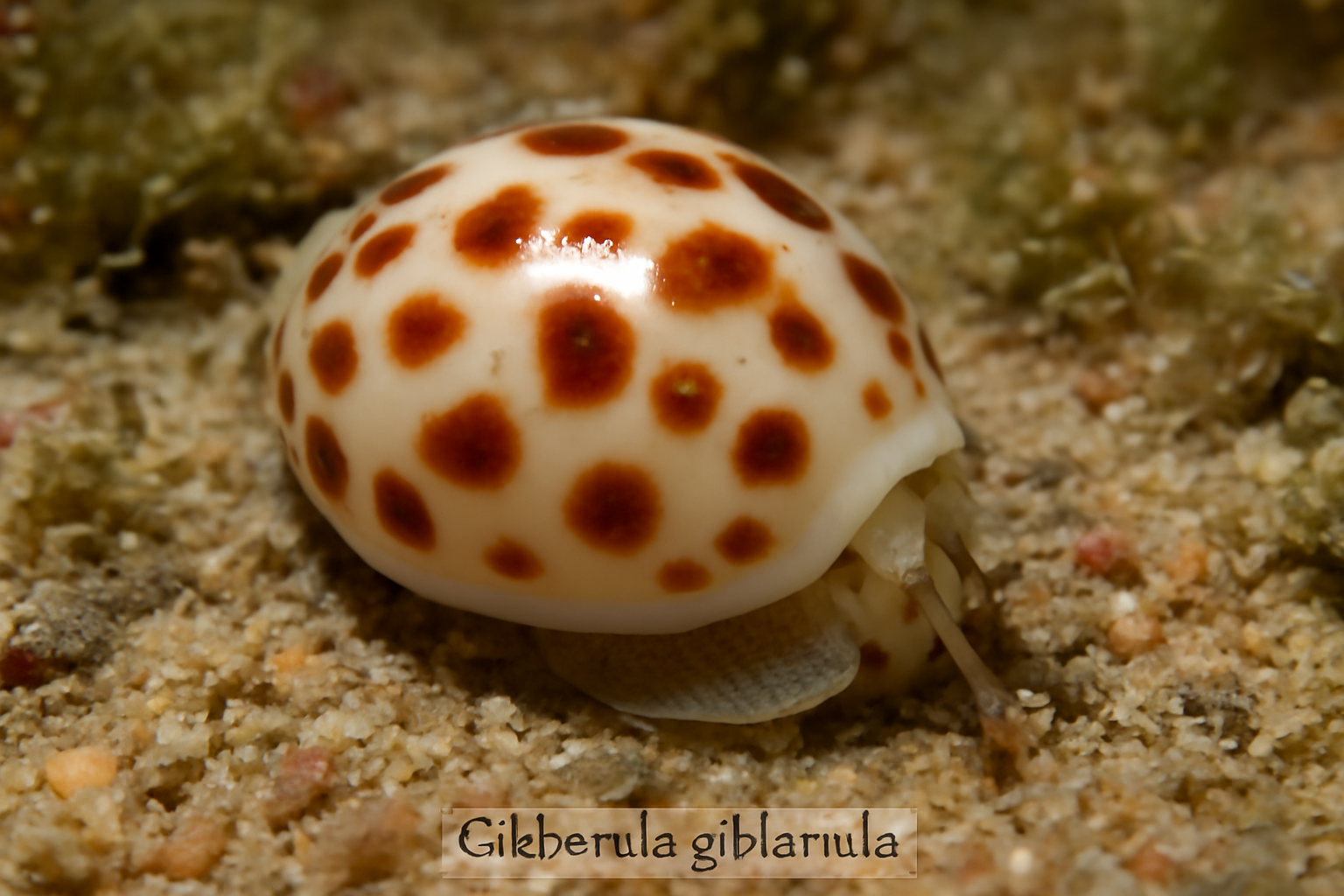 Gibberula Gibberula
