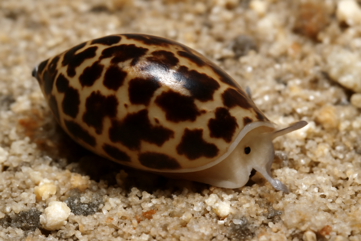 Gibberula Cumingii