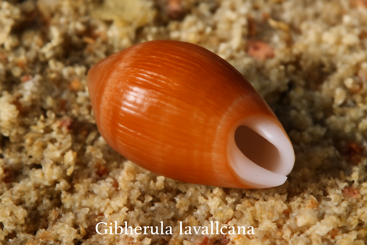 Gibberula Lavalleeana