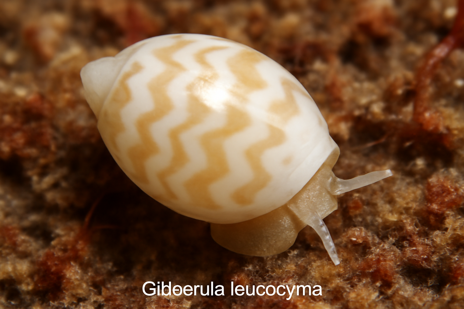 Gibberula Leucocyma
