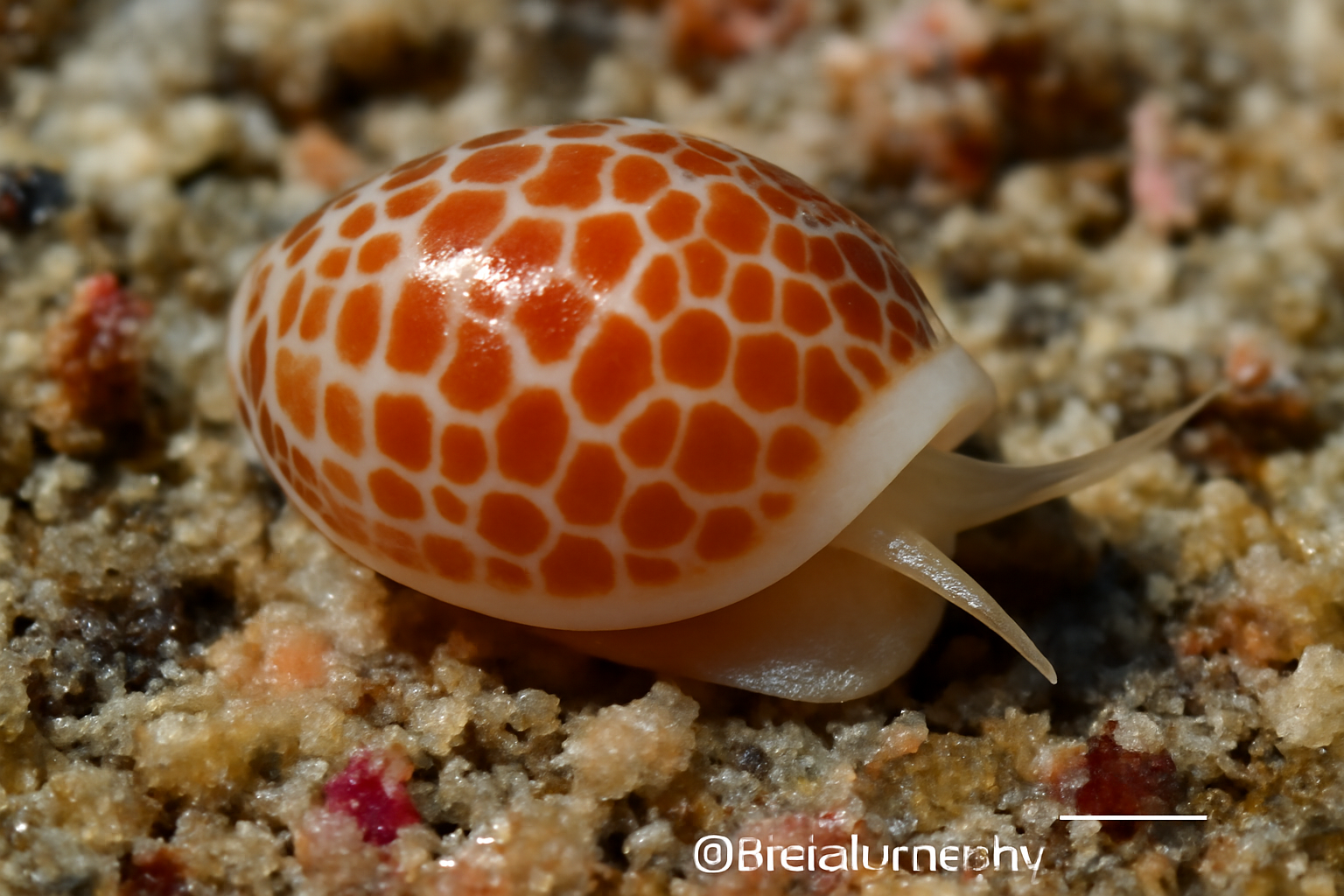 Gibberula Monilis