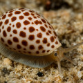 Spotted Hydroginella