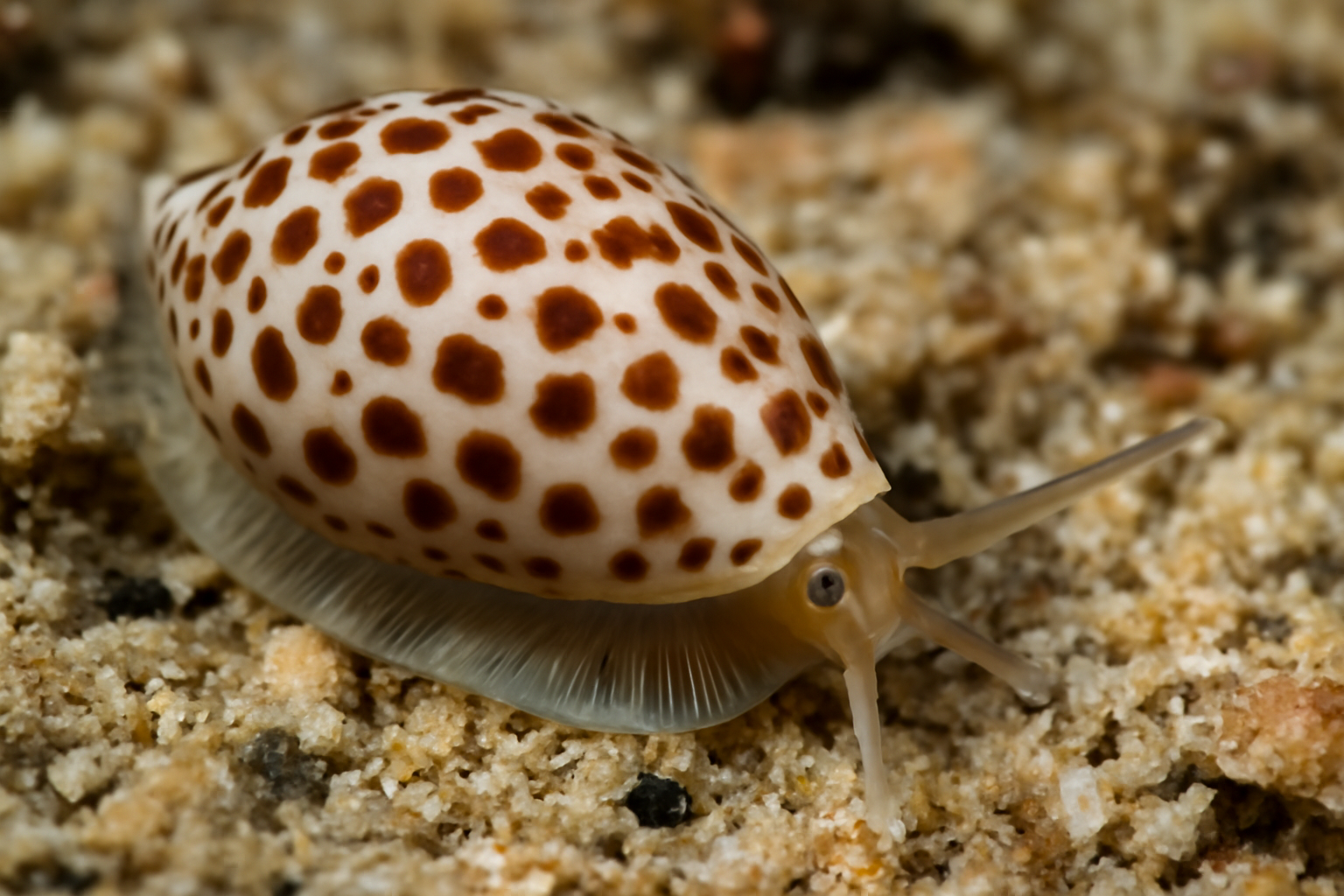 Spotted Hydroginella