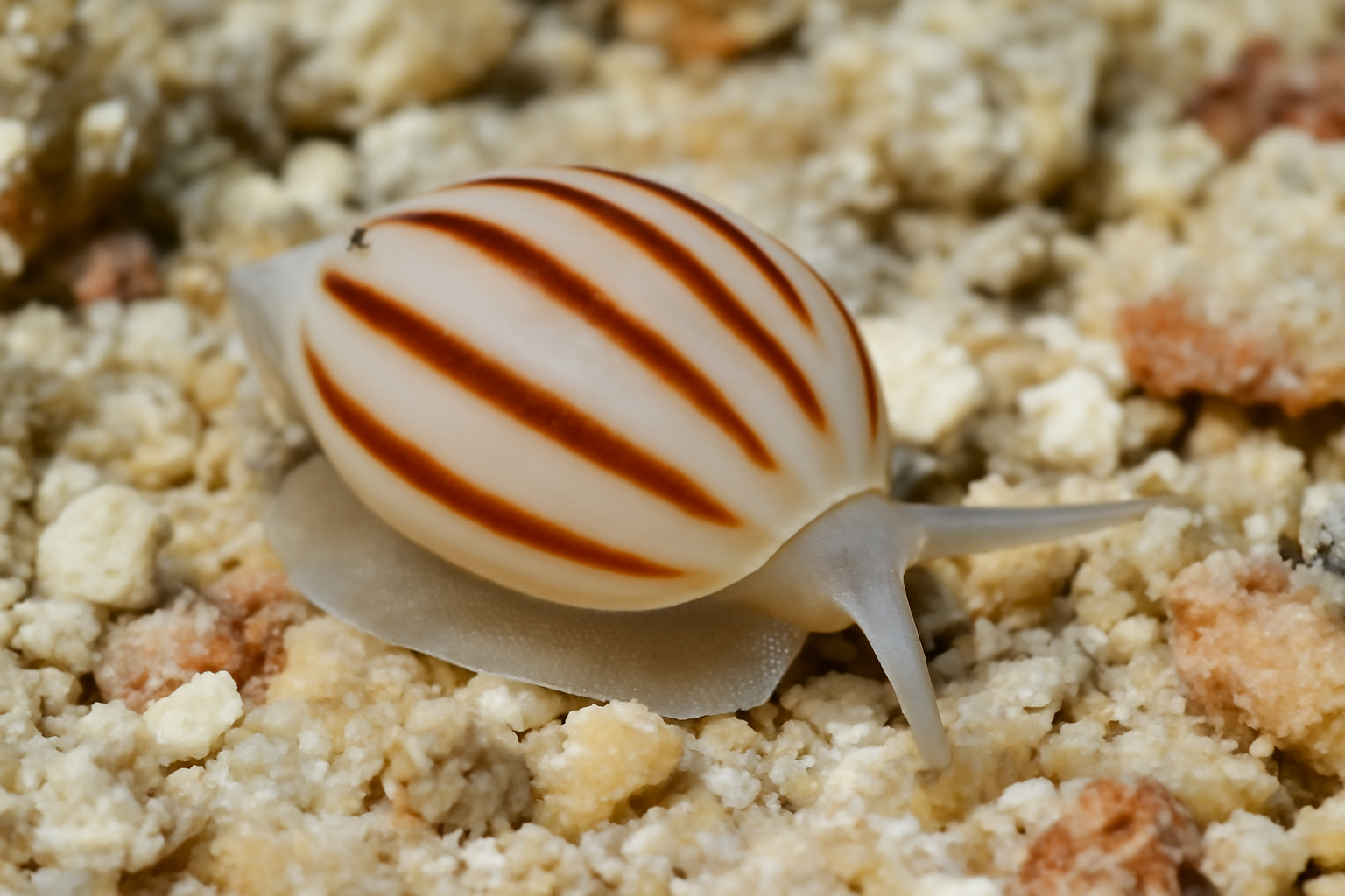 Striped Hydroginella