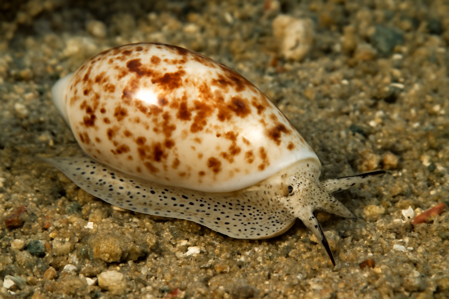 Common Atlantic Marginella