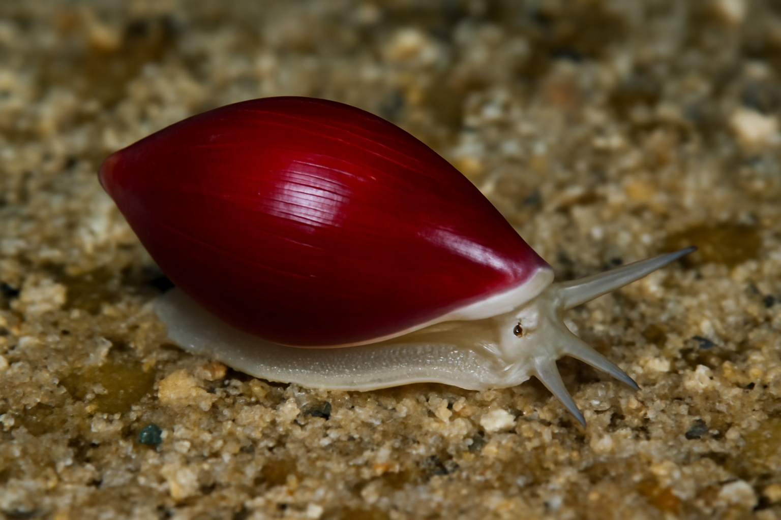 Red Marginella