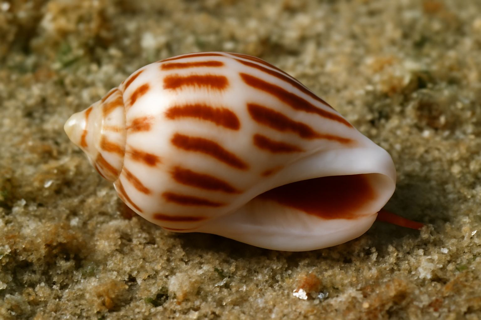 Elegant Marginella