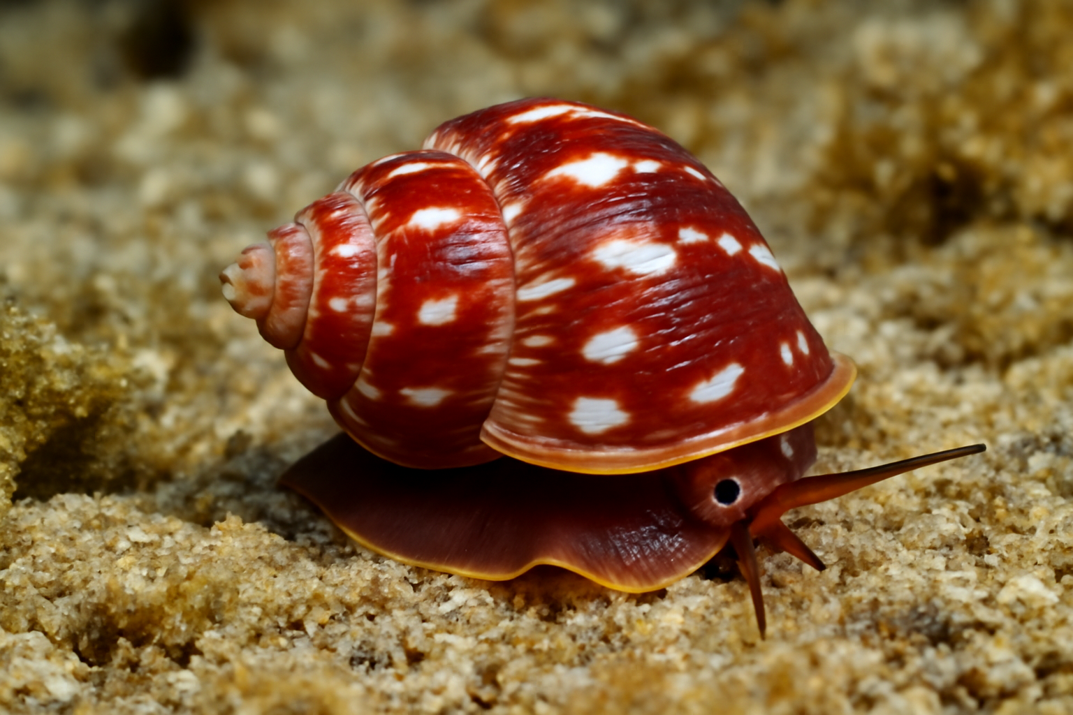 Nitidella nitida