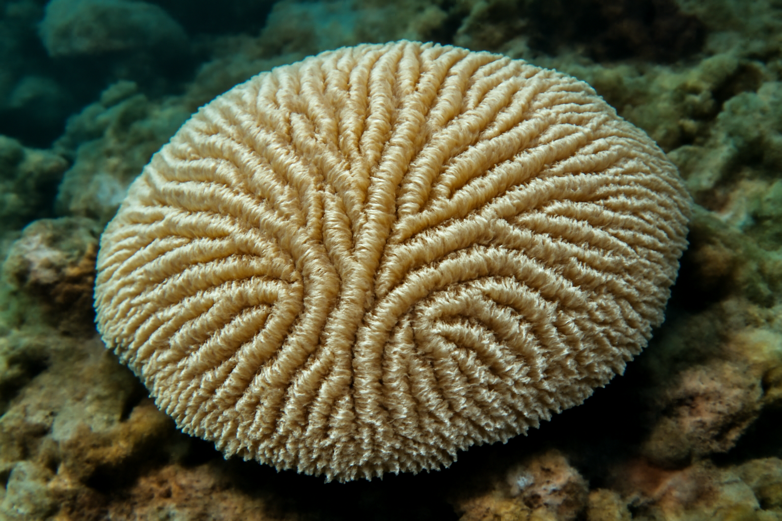 Herringbone Coral