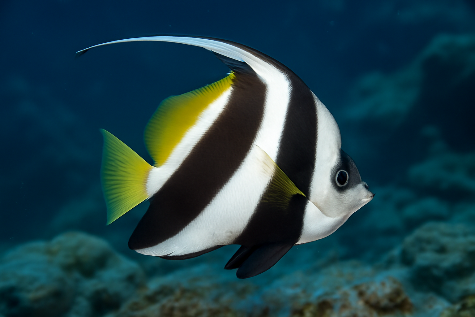 Serrate Bannerfish