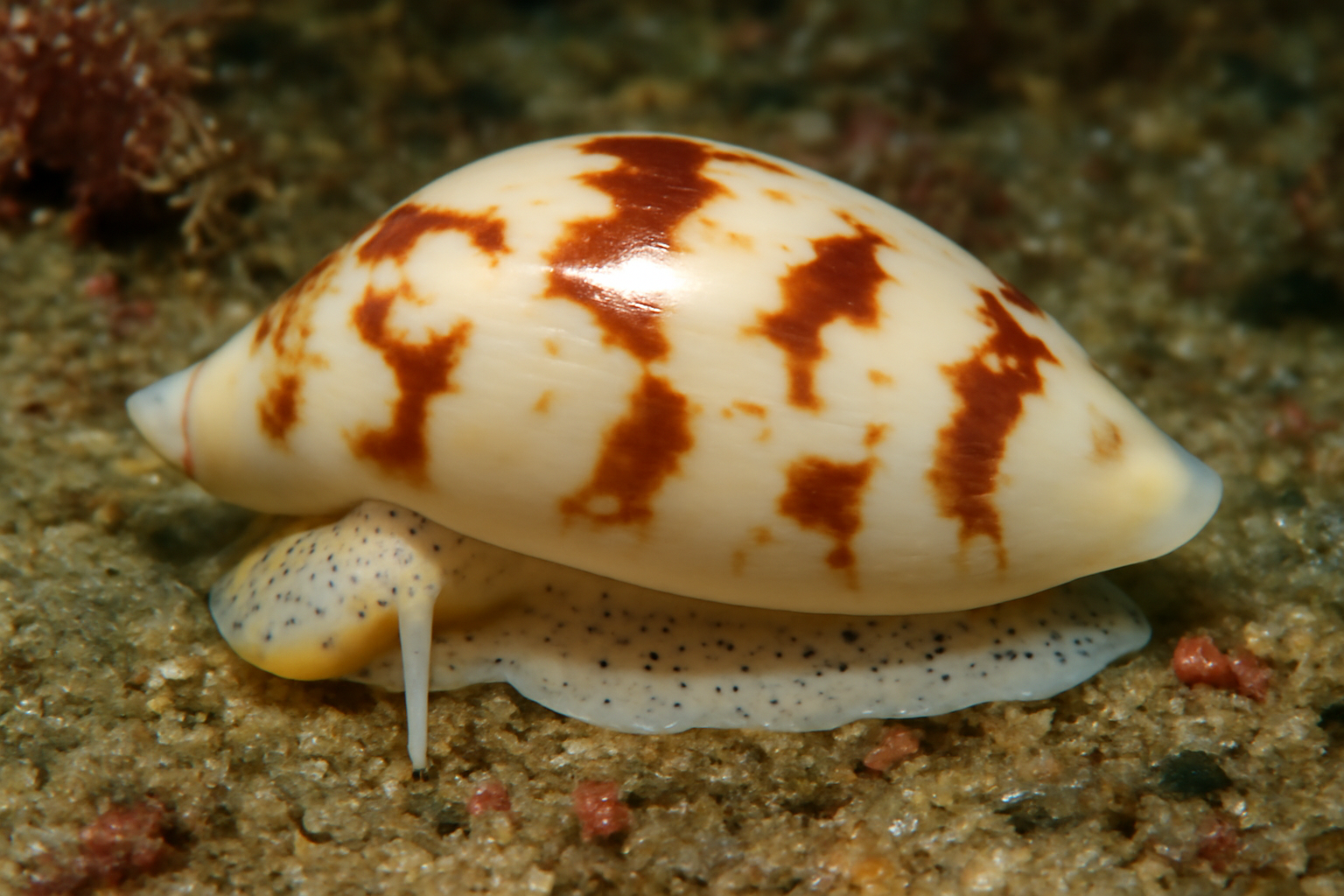 Giant Marginella