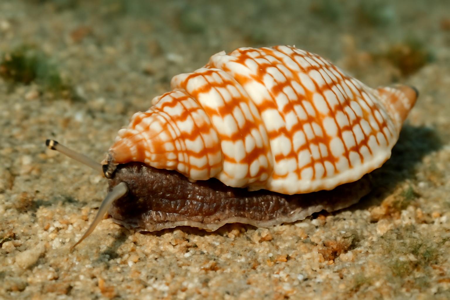 Nebularia plicata