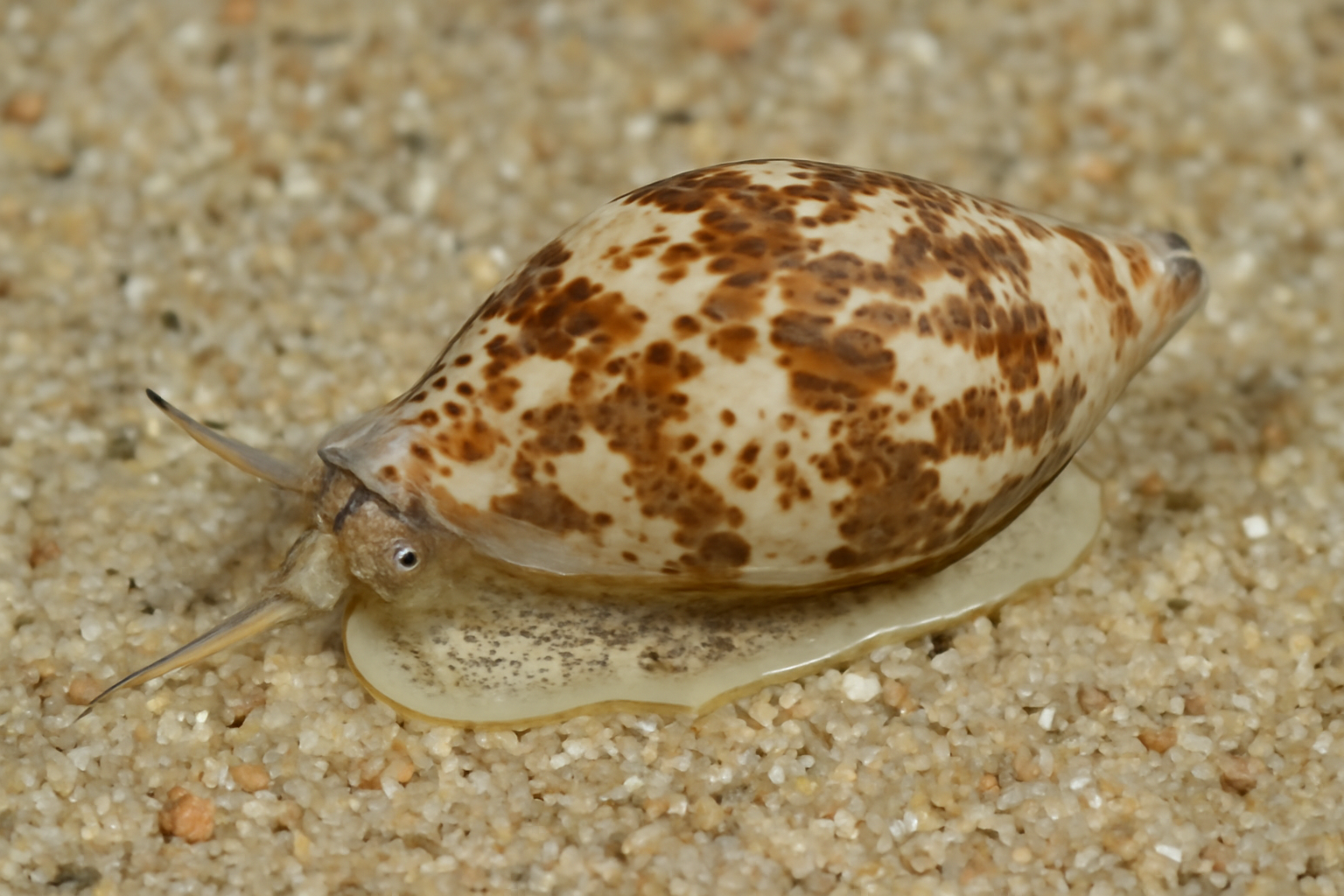 Nebularia contracta