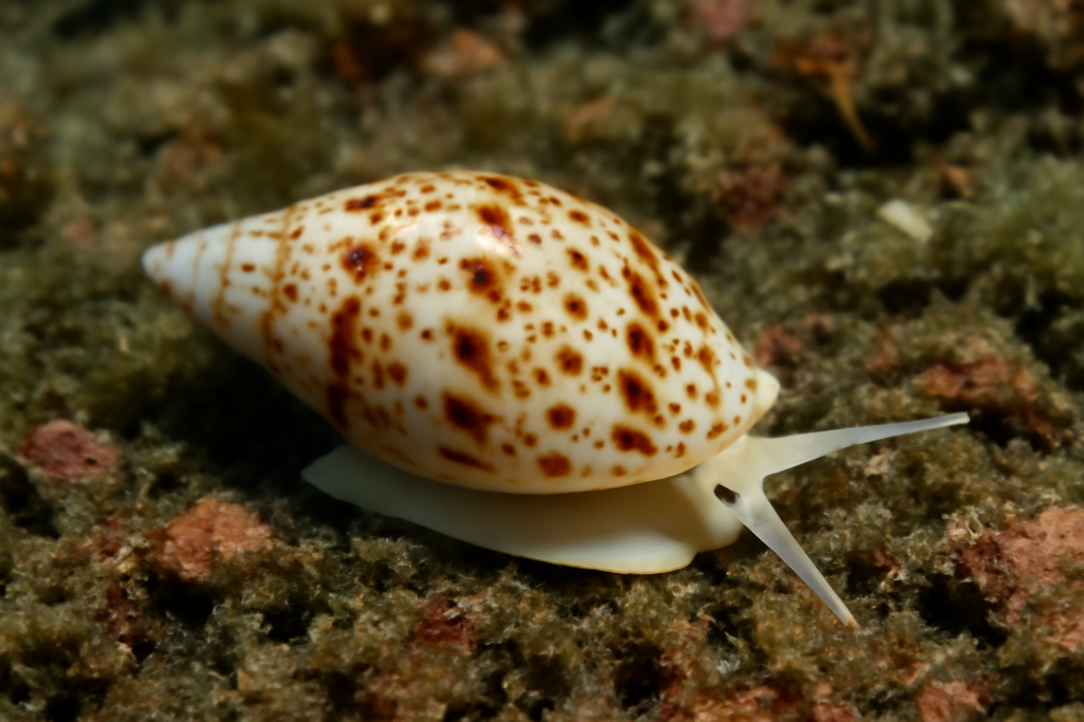 Little White Mitre