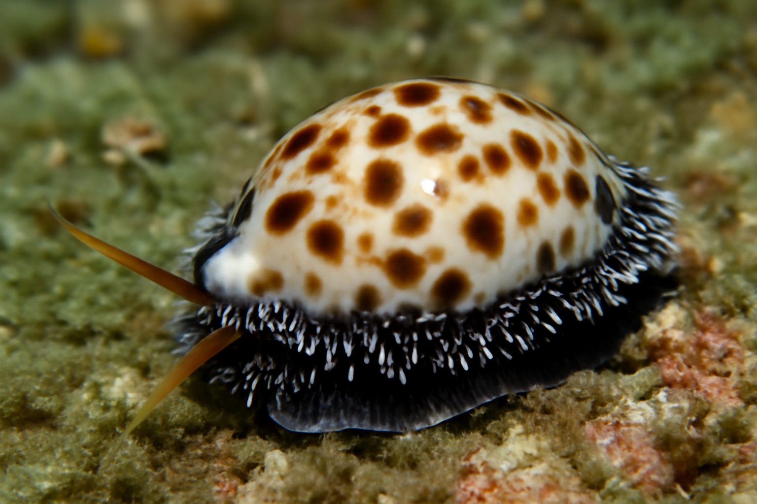 Ass's Foot Cowrie