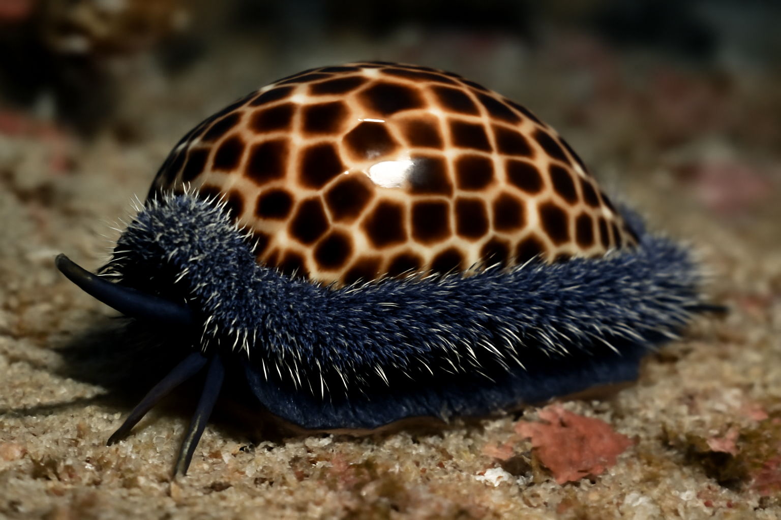 Chequered Cowrie