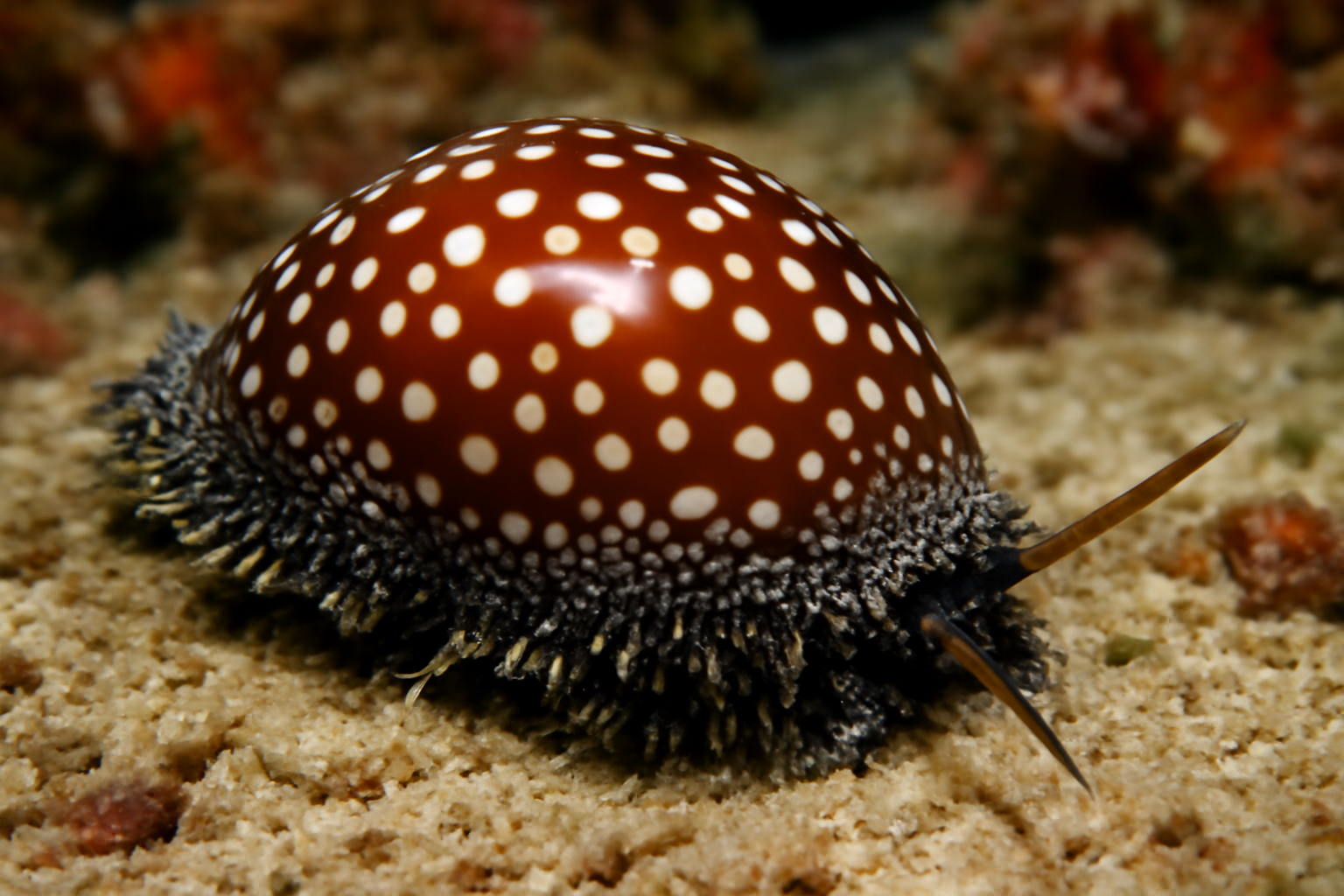 White-spotted Cowrie