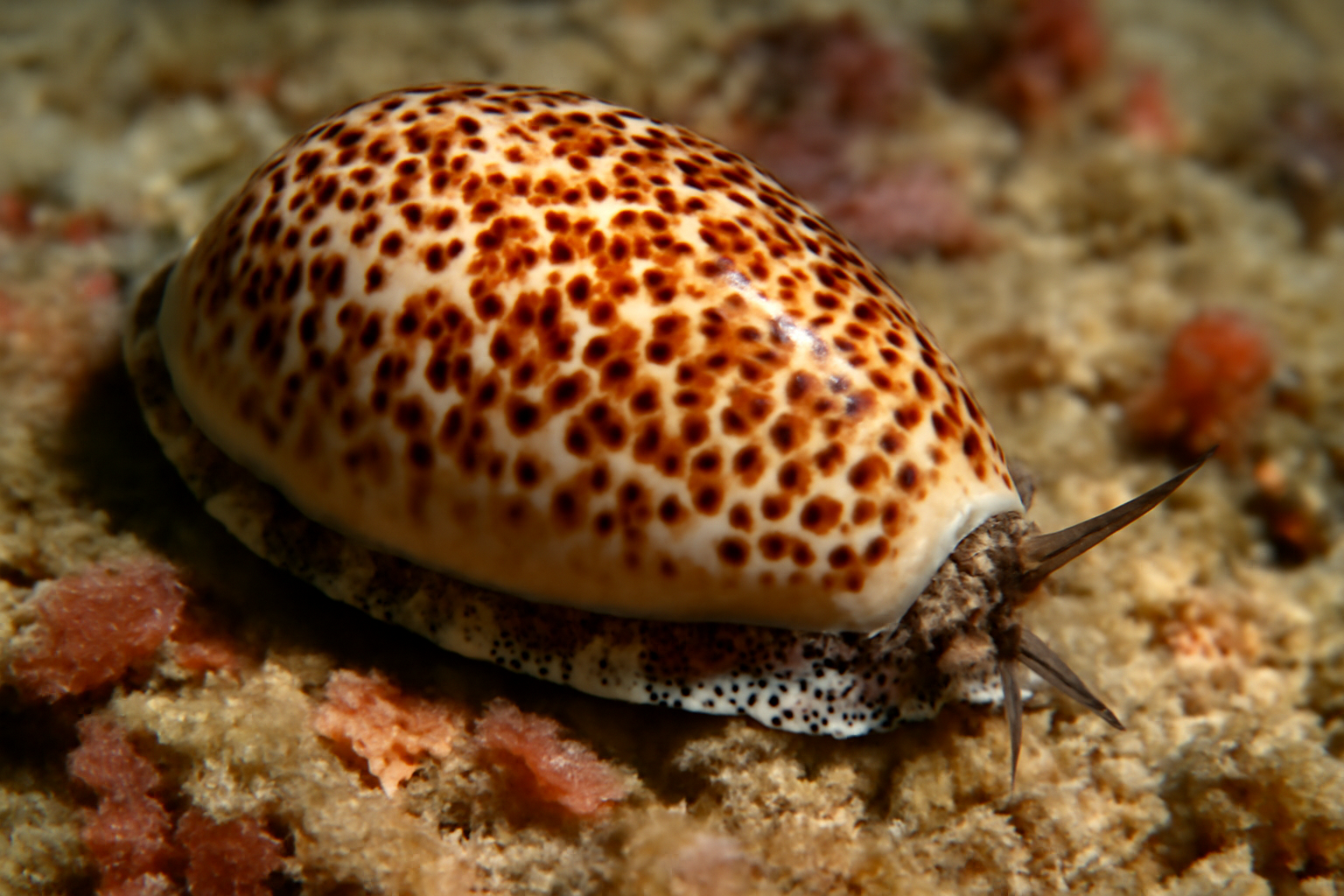 Indian Cowrie