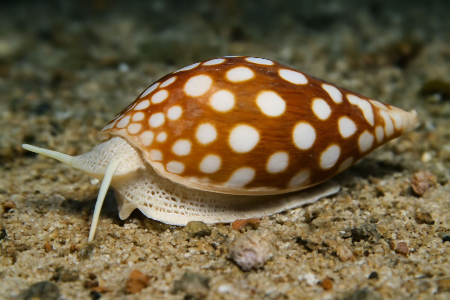White-spotted Imbricaria