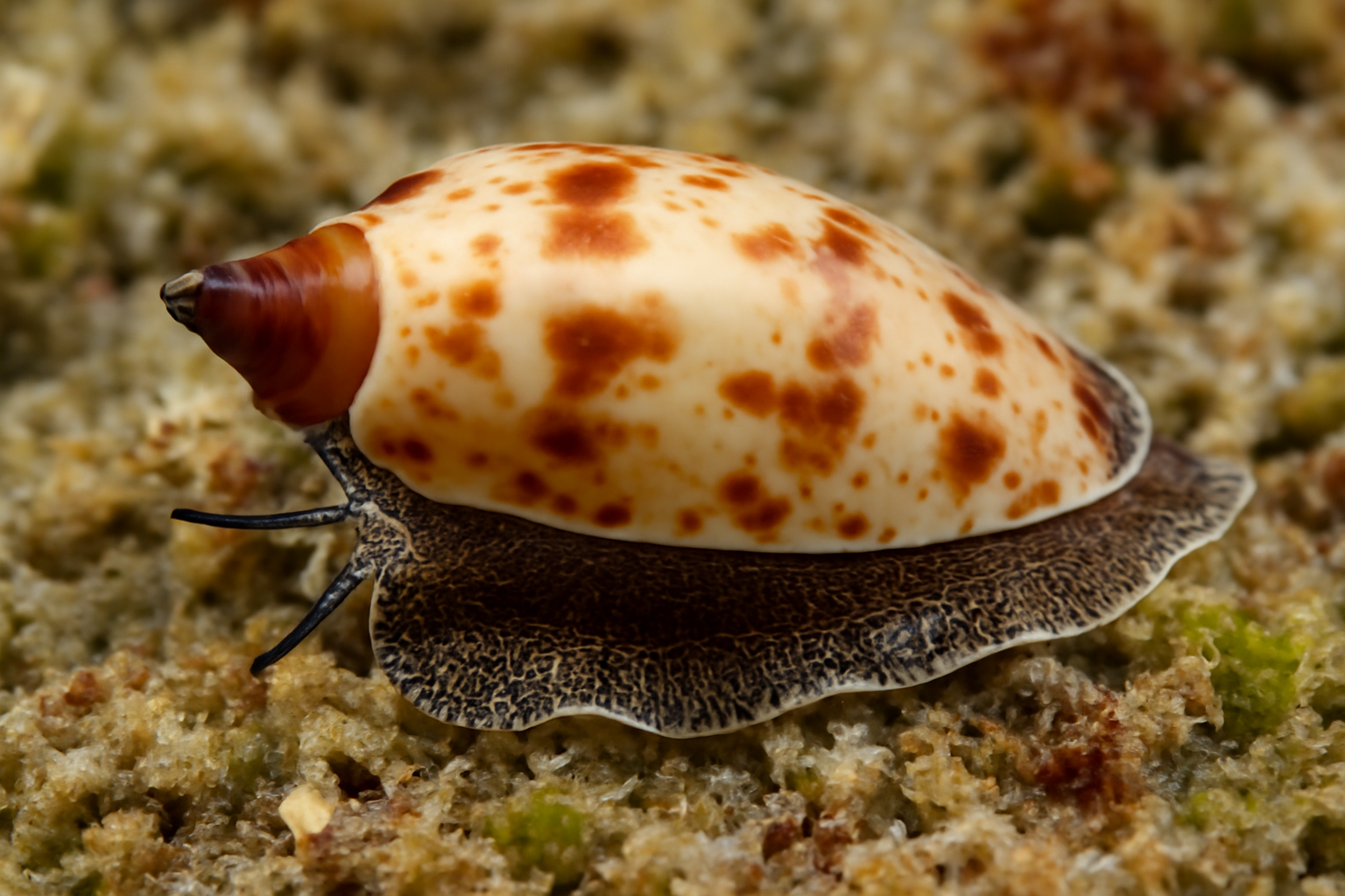 Smooth Imbricaria
