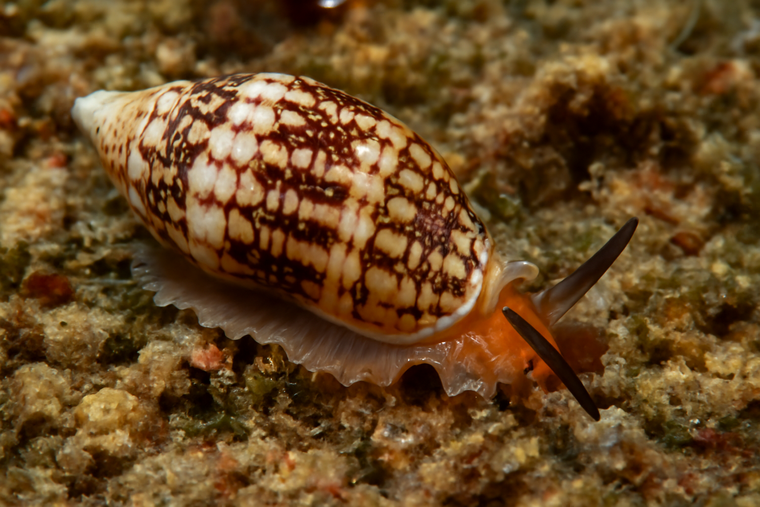 Variegated Imbricaria