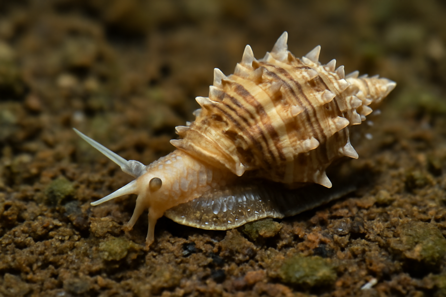 Dwarf Triton