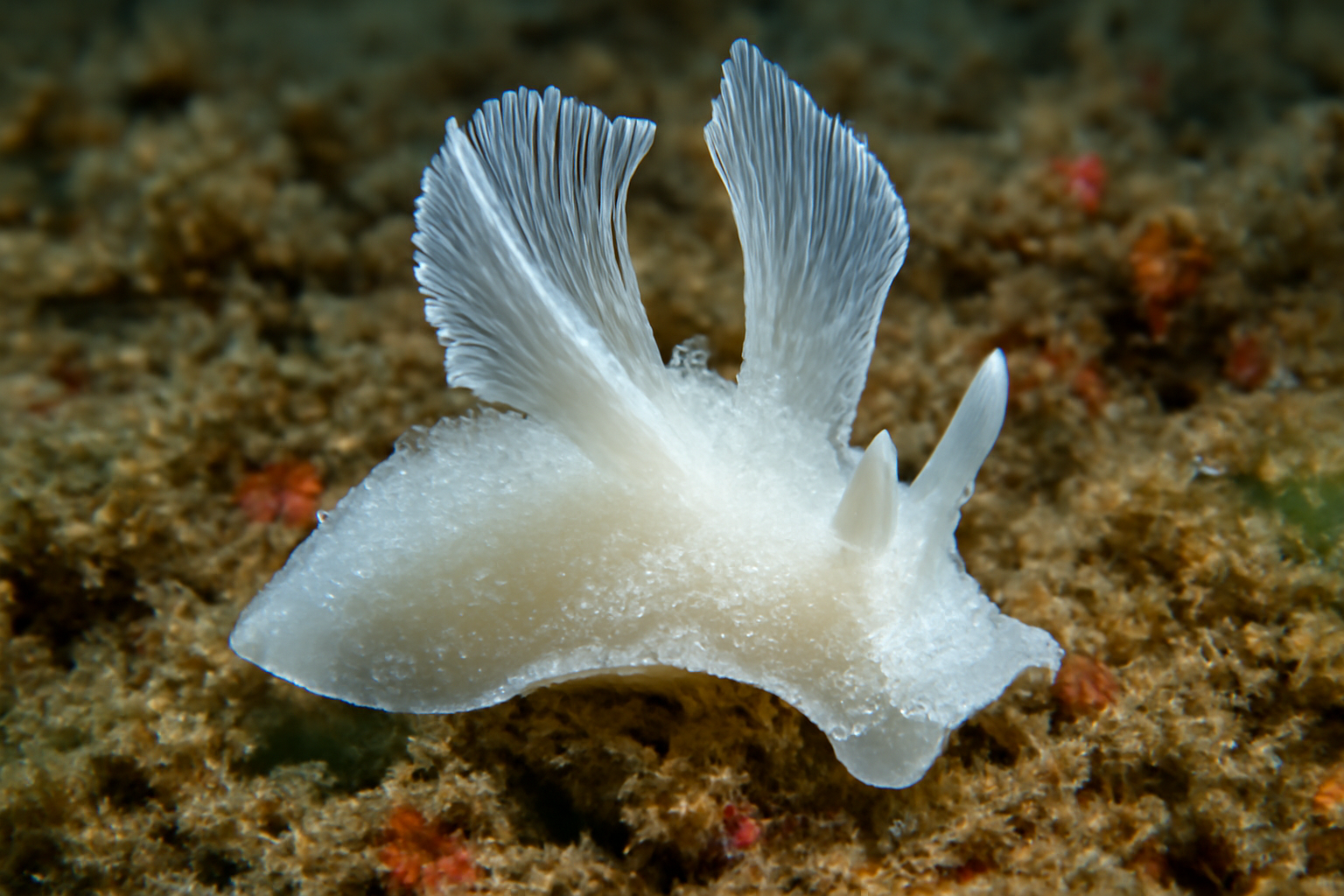 White Pterygia