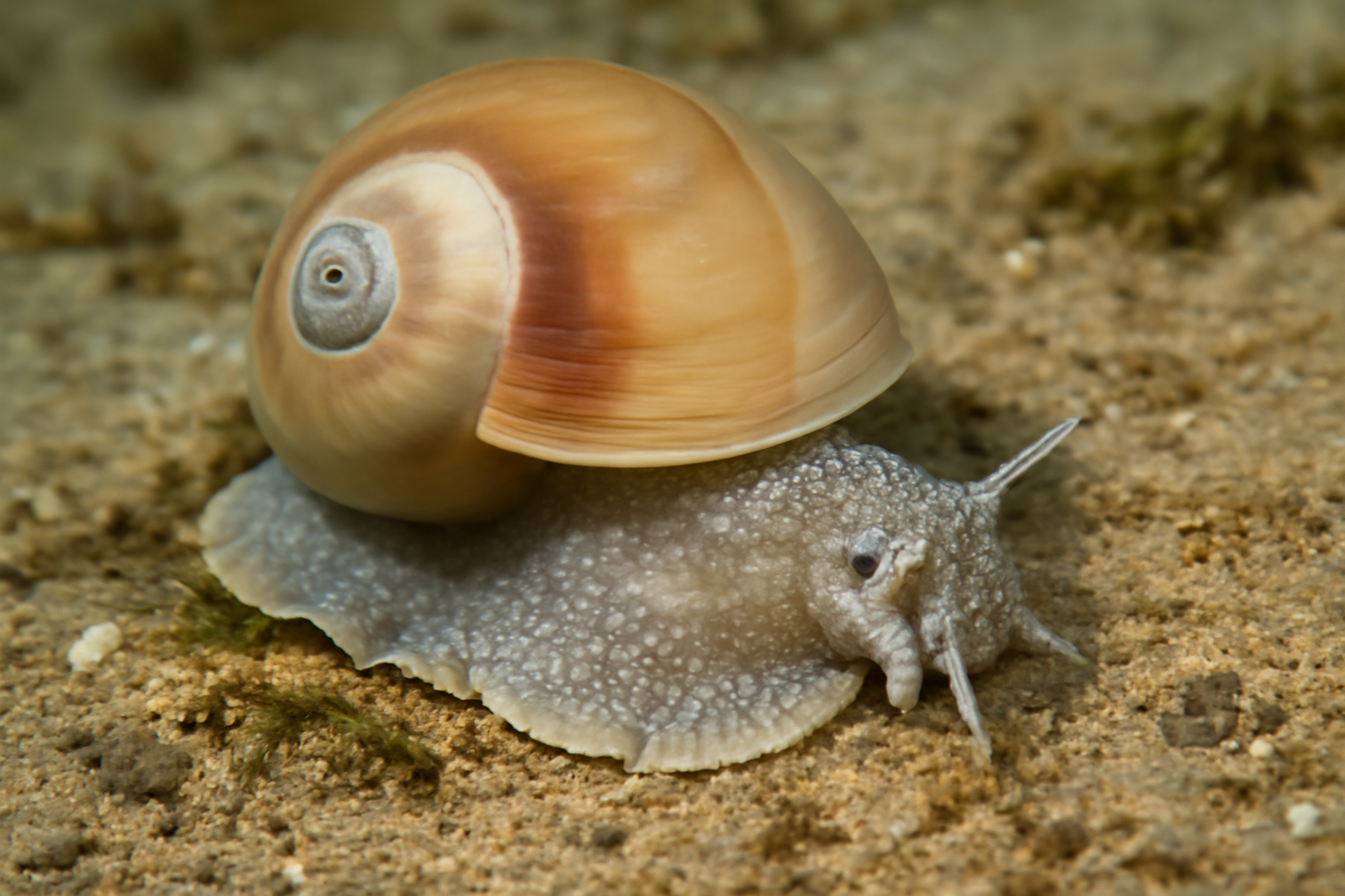 Greenland Moon Snail