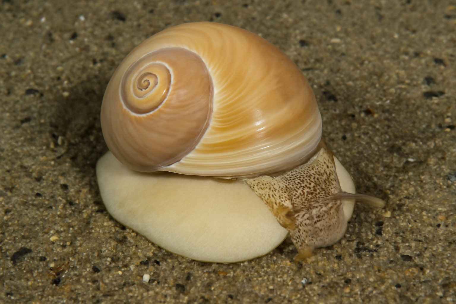 Common Moon Snail