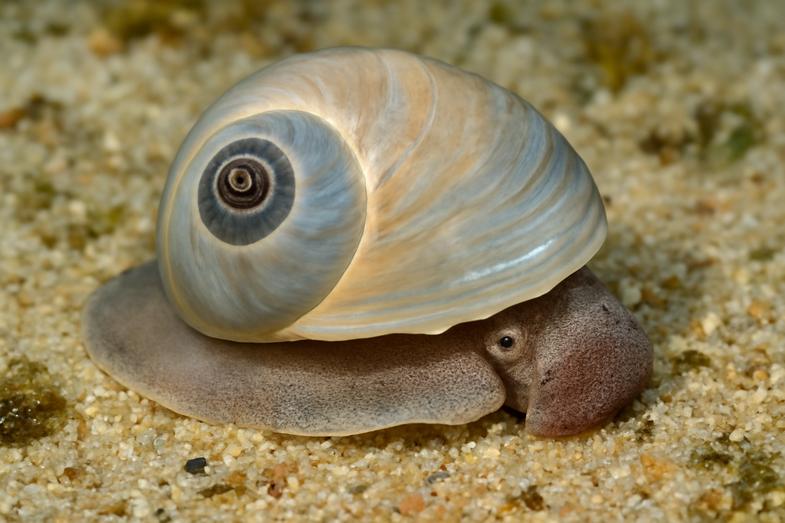 Shark Eye Moon Snail