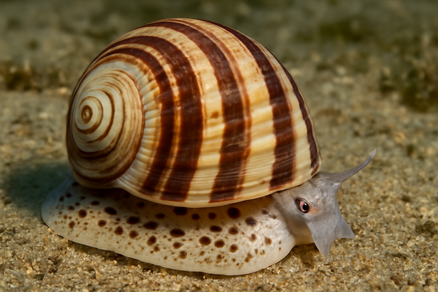Striped Moon Snail