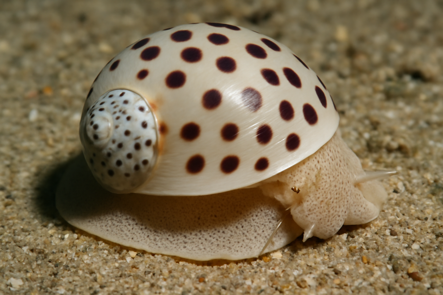 Spotted Moon Snail